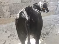 母牛, Aberdeen-Angus — 照片 1