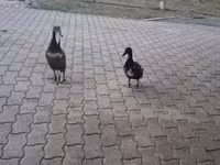 indiai futó — 2. fotó