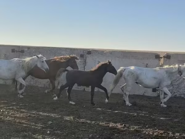 Hing, Kazakh horse
