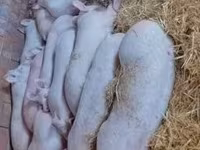 公猪, Pigs — 照片 2
