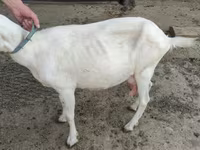Cabra, Saanen goat — foto 3
