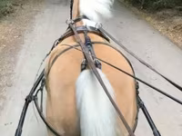 घोड़ी, Hungarian horse breed — फ़ोटो 2