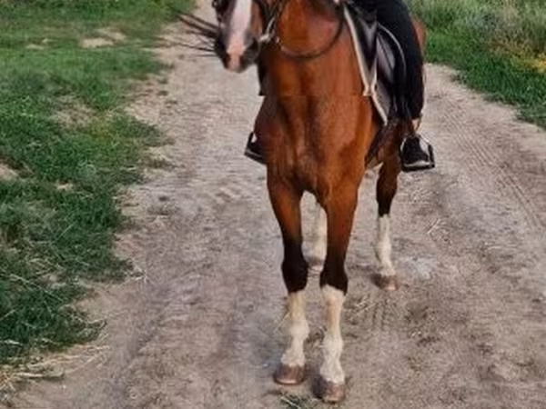 Hing, Hungarian horse breed