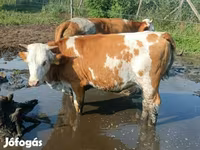 Cow, Simmental cattle — photo 3