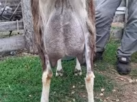 母山羊, Saanen goat — 照片 3