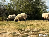 Kos, Tsigai sheep — 1. fotó