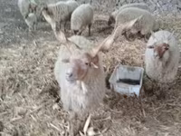 Schaf, Racka sheep — Foto 2