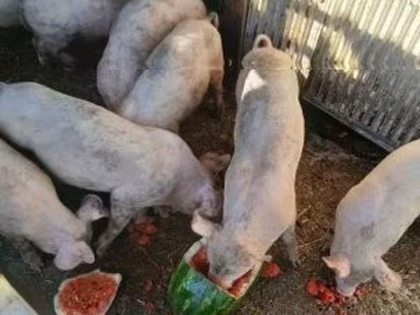 Boar, Pigs — Hungary