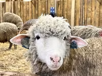 Ram, Dorper sheep — photo 7