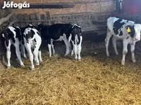 Bulle, Russian Black pied cattle — Foto 1