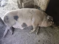 Boar, Pigs — photo 2