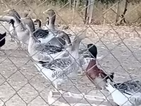 ग्रॉ ओग ग्रॉब्रोगेडे डांस्के गैस — फ़ोटो 2