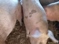 Säue, Schweine — Foto 6