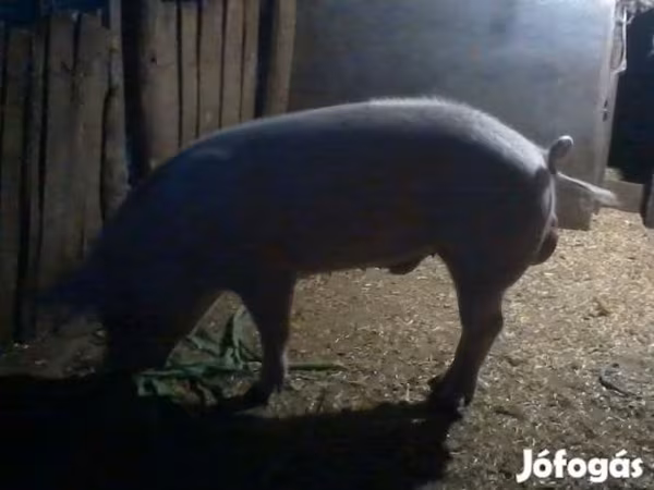 Boar, Pigs — Hungary
