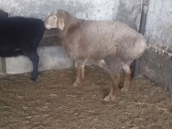 Beran, Ovce