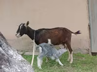 Nőstény kecske, Alpine goat — 6. fotó