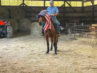 Kůň, Standardbred — foto 5