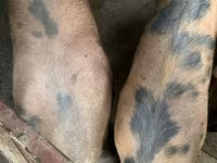 Pigs (batch, sex not specified), Дюрок — photo 1