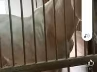 Caballo, Caballos — foto 5