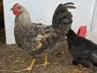 Chickens — foto 3