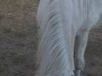 Klisna, Koně — foto 3