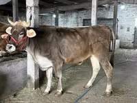 Сиыр, Swiss cattle — 1-сурет