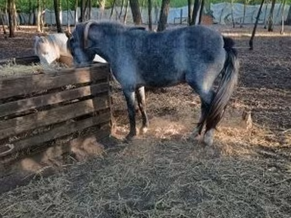 Égua, Cavalos