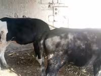 Krava, Russian Black pied cattle — foto 1