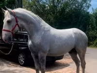 حصان, Lipizzaner — الصورة 1