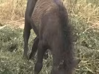 Mare, Horses — photo 1