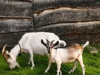Billy Goat, Goats — photo 3