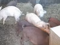 Boar, Pigs — photo 5