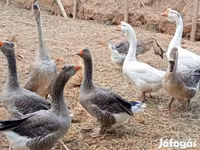 Geese — 7. fotó