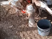 Turkeys — foto 4