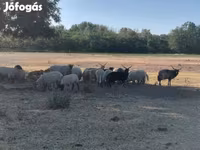 भेड़, Racka sheep — फ़ोटो 2
