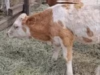 Skot (série, pohlaví neuvedeno), Simmental cattle — foto 4
