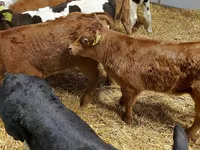 Cattle (batch, sex not specified), Simmental cattle — photo 6