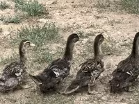 Ducks — 照片 1
