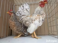 Chickens — foto 6