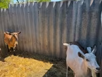 母山羊, Goats — 照片 1