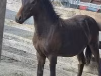 公马, Welsh Cob — 照片 3