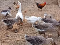 Geese — 1-сурет