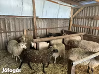 Carnero, Merino sheep — foto 6