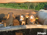 Vaca, Simmental cattle — foto 2