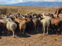 Qoyun, Qoyunlar — foto 3