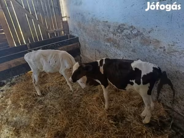 Bika, Russian Black pied cattle