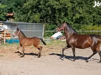 Kanca, Lipizzaner — 5. fotó
