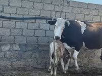 Tehén, Simmental cattle — 2. fotó