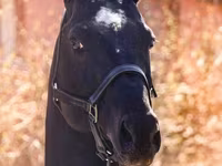 Cavalo, Thoroughbred horse — foto 5