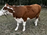 İnək, Simmental cattle — foto 2